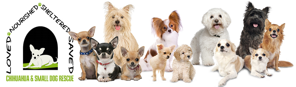 small rescue dogs to adopt