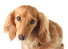 image of doxie